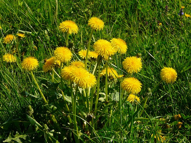 Dandelion